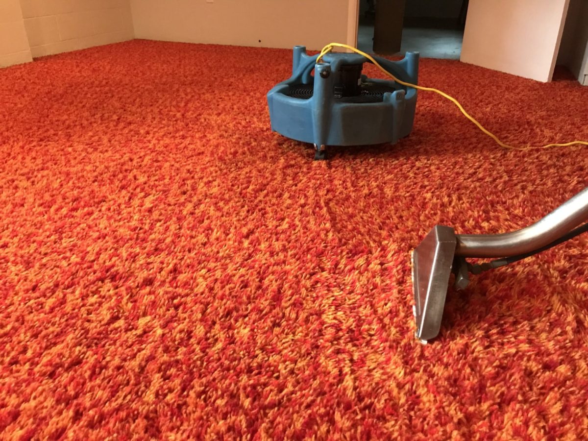 Is It Cheaper to Clean Your Carpet